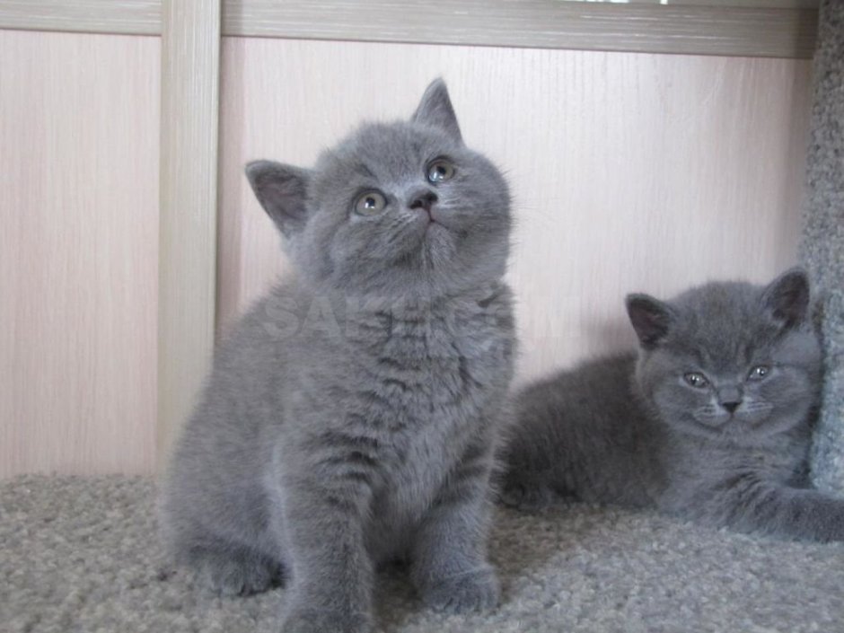Шотландские котята прямоухие серые