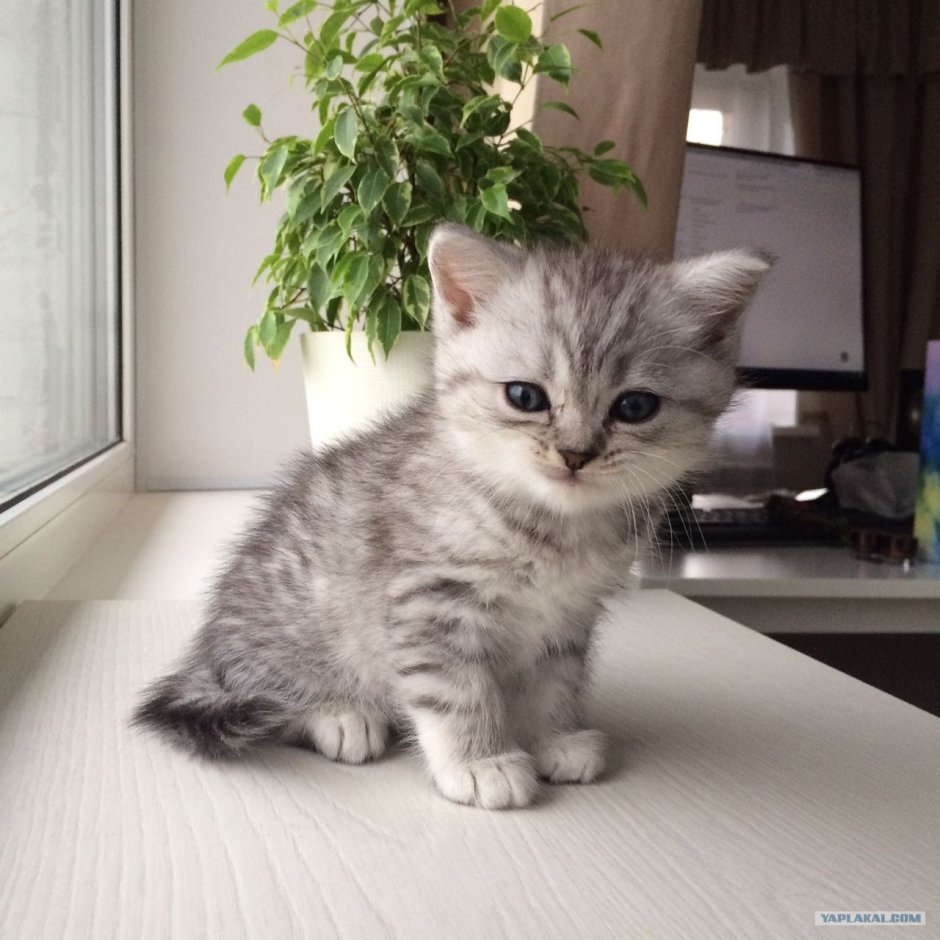 Прямоухие котята вискас