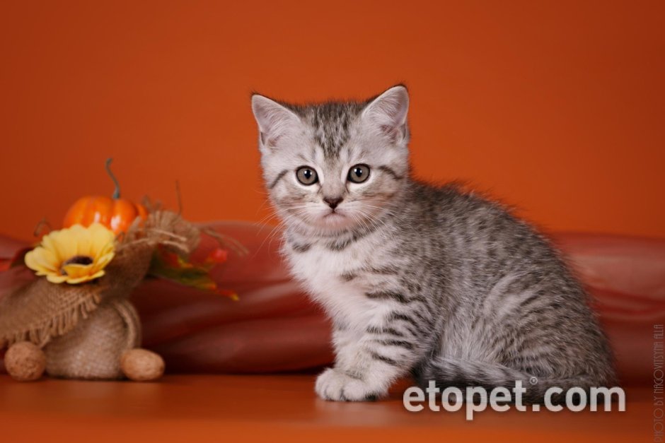 Шотландская кошка прямоухая котенок