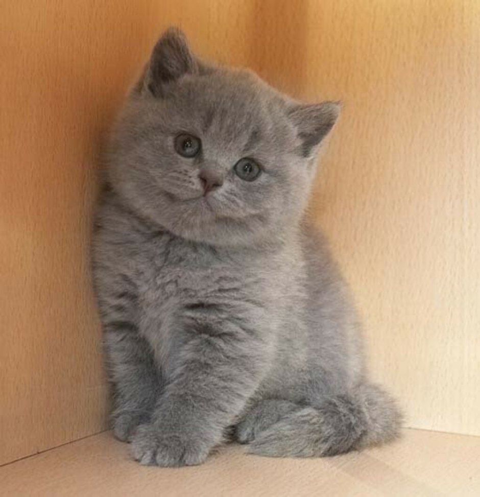 Шотландская плюшевая кошка прямоухая