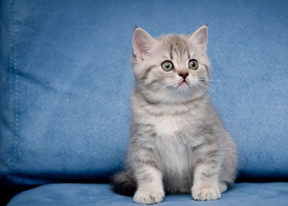 Голубой табби британец