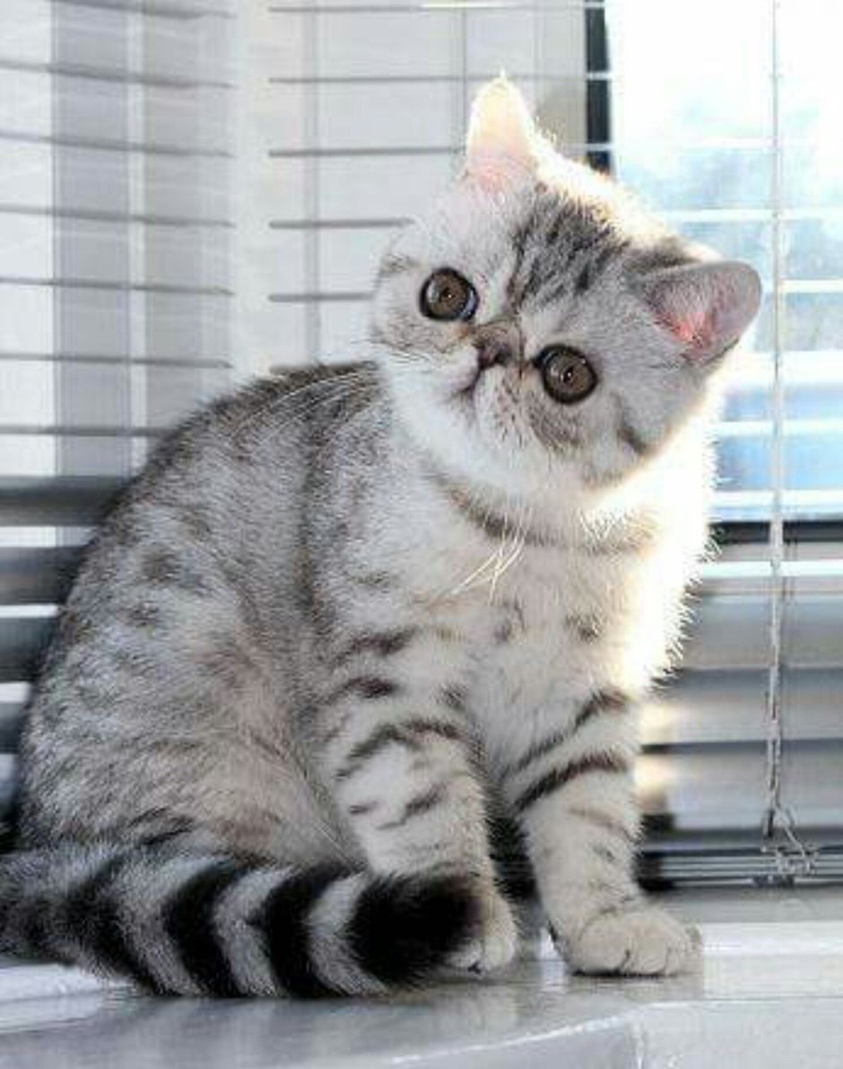 Экзотическая короткошерстная (exotic Shorthair) кошка.