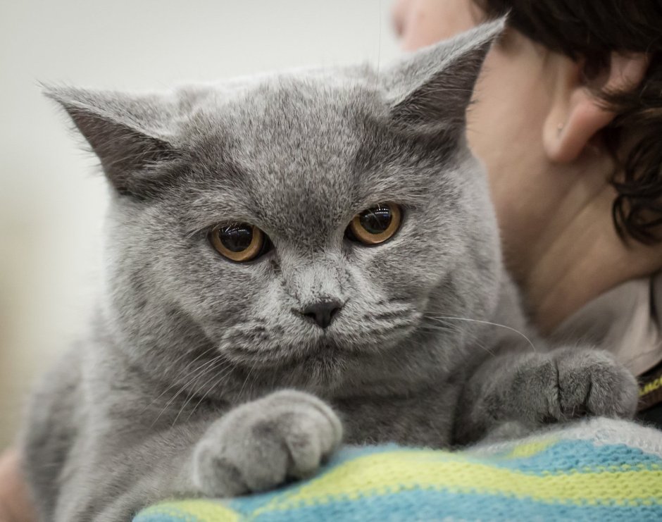 Скоттиш страйт серый