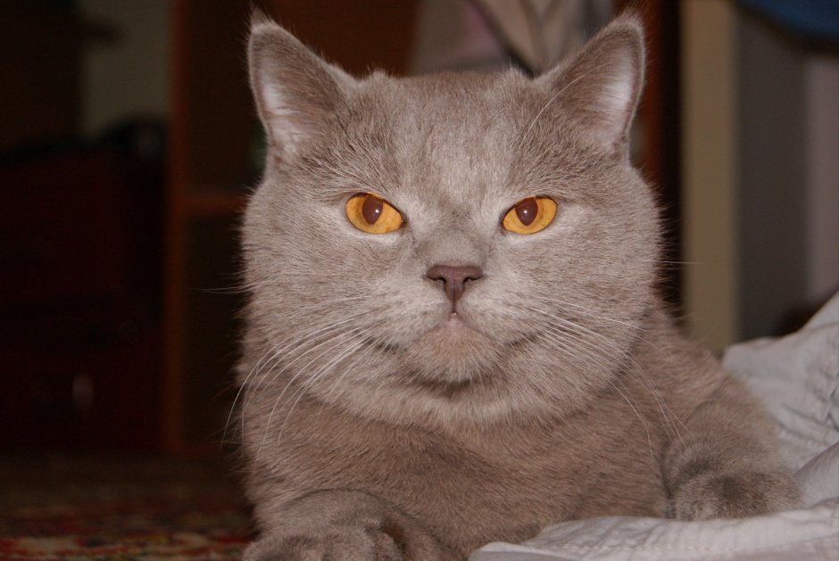 Кот британец прямоухий