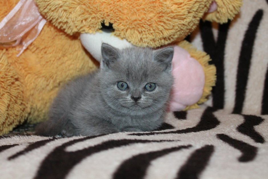 Голубой шотландский котенок прямоухий