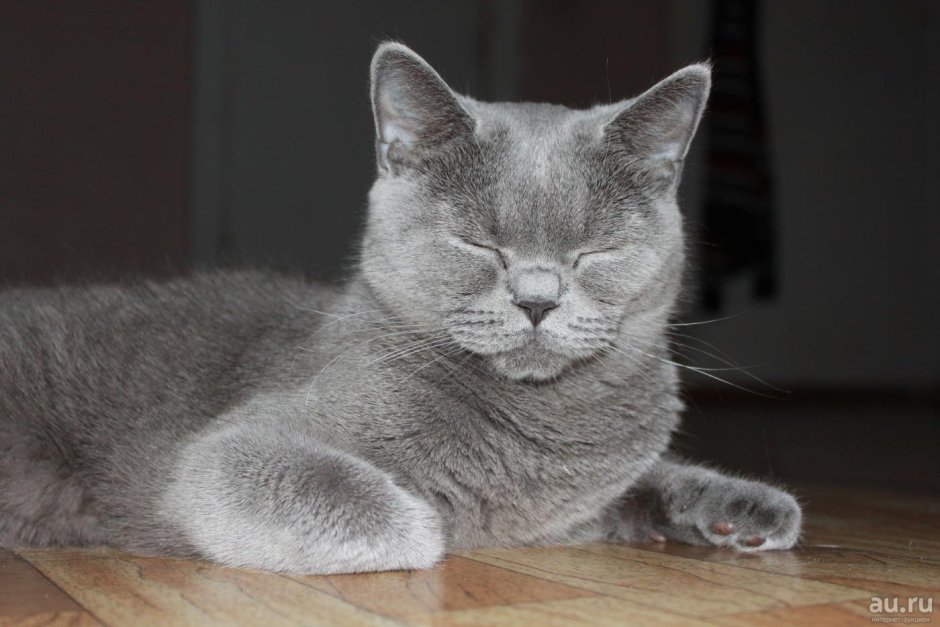 Британец прямоухий котенок