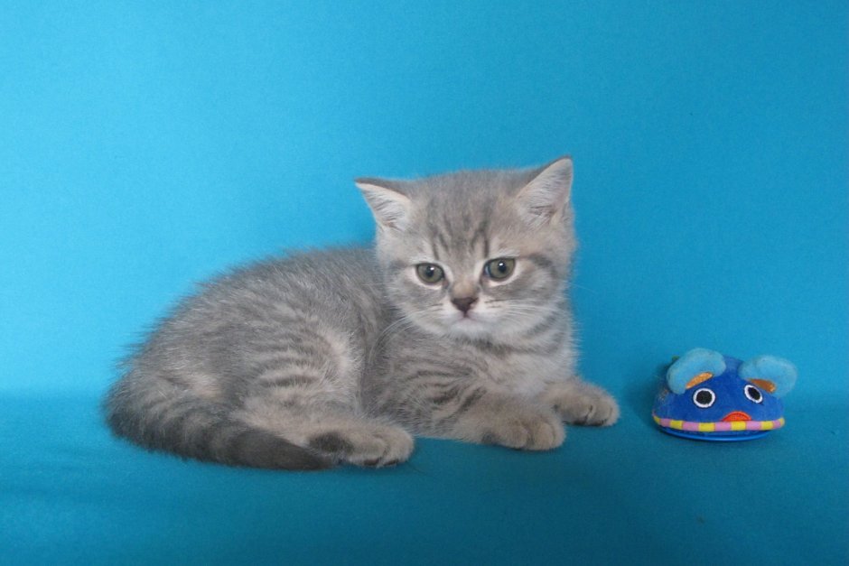 Шотландская прямоухая голубая