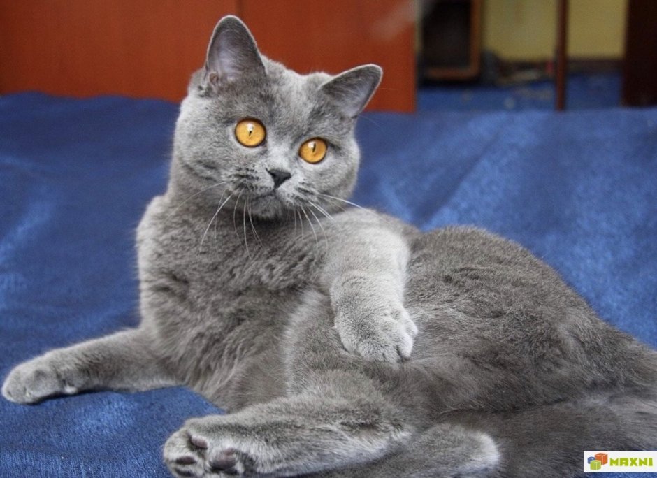 Шотландская короткошёрстная кошка серая