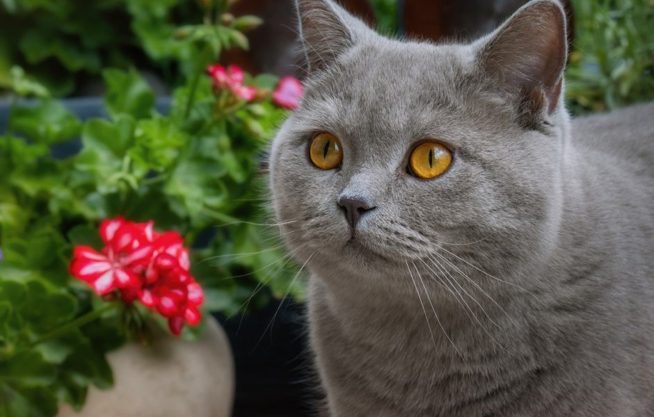 Британец короткоухий