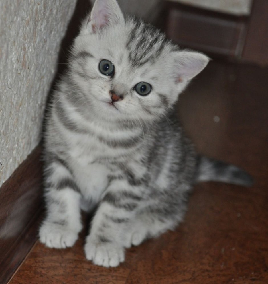 Шотландские прямоухие котята вискас