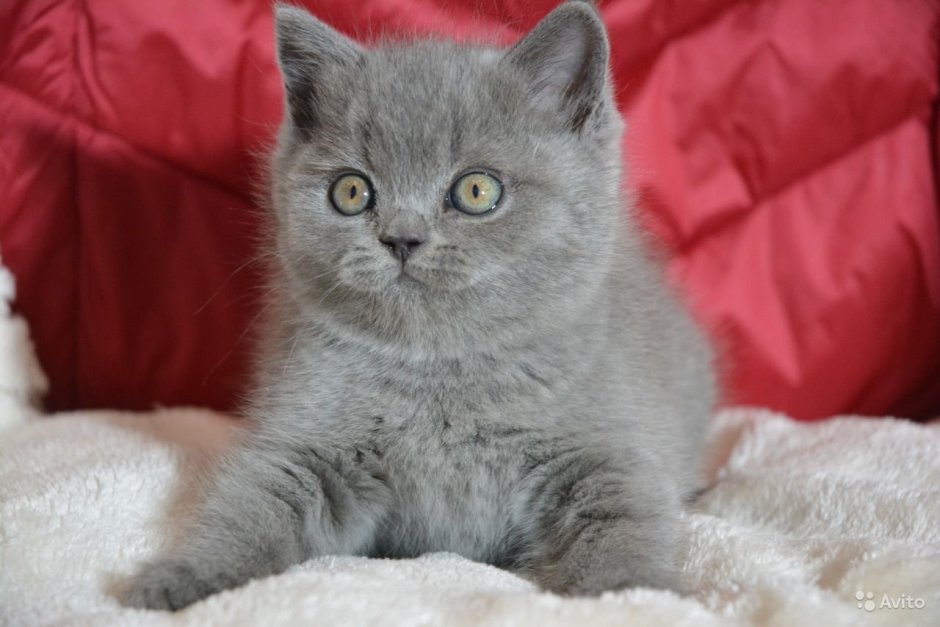Британец прямоухий котенок
