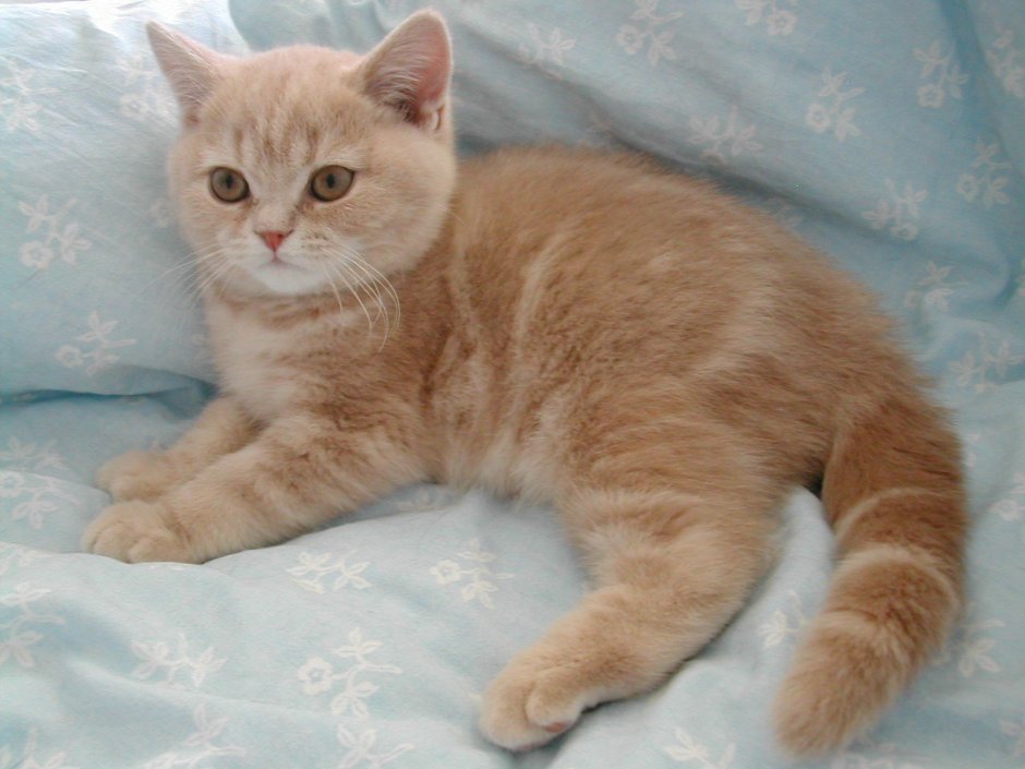 Короткошерстный кремовый кот британский