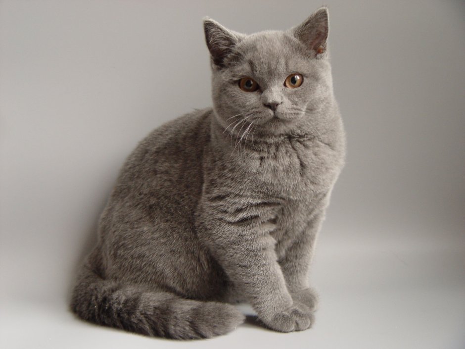 Шотландская кошка прямоухая