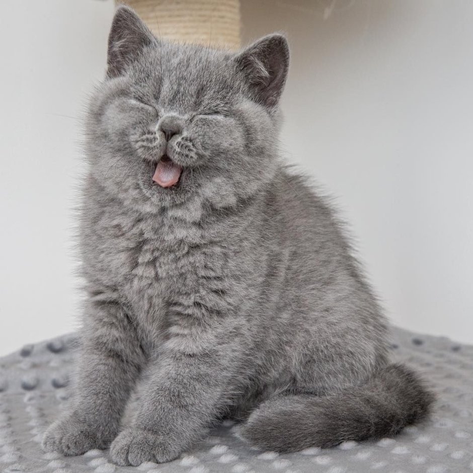 Шотландский кот прямоухий серый