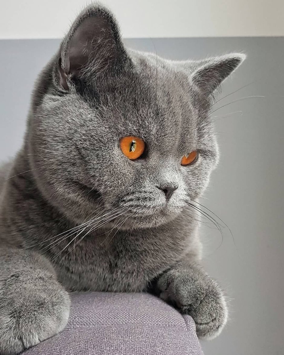 Бритиш Шортхэйр