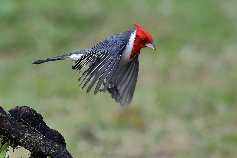 Red-Crested Cardinal