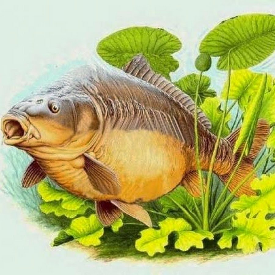 Изображение карпа