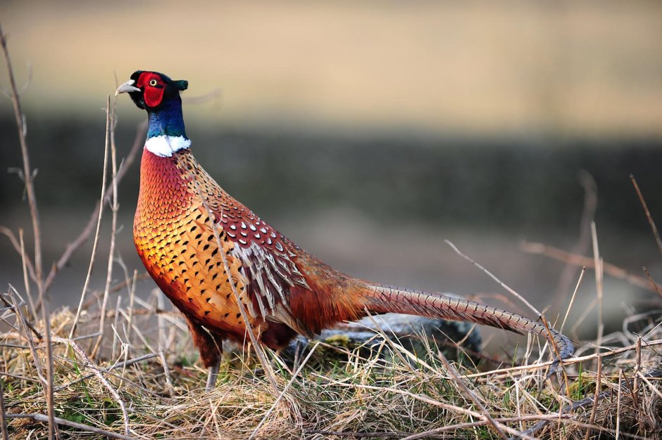 Зеленый фазан Кидзи