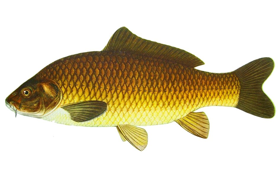 Карп (Cyprinus Carpio)