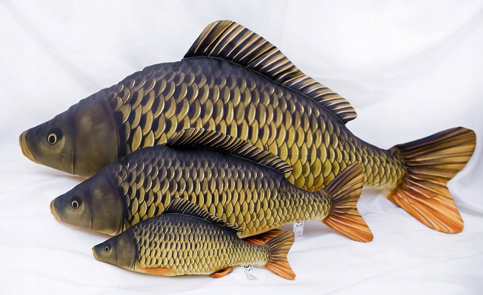 Карп обыкновенный – Cyprinus Carpio