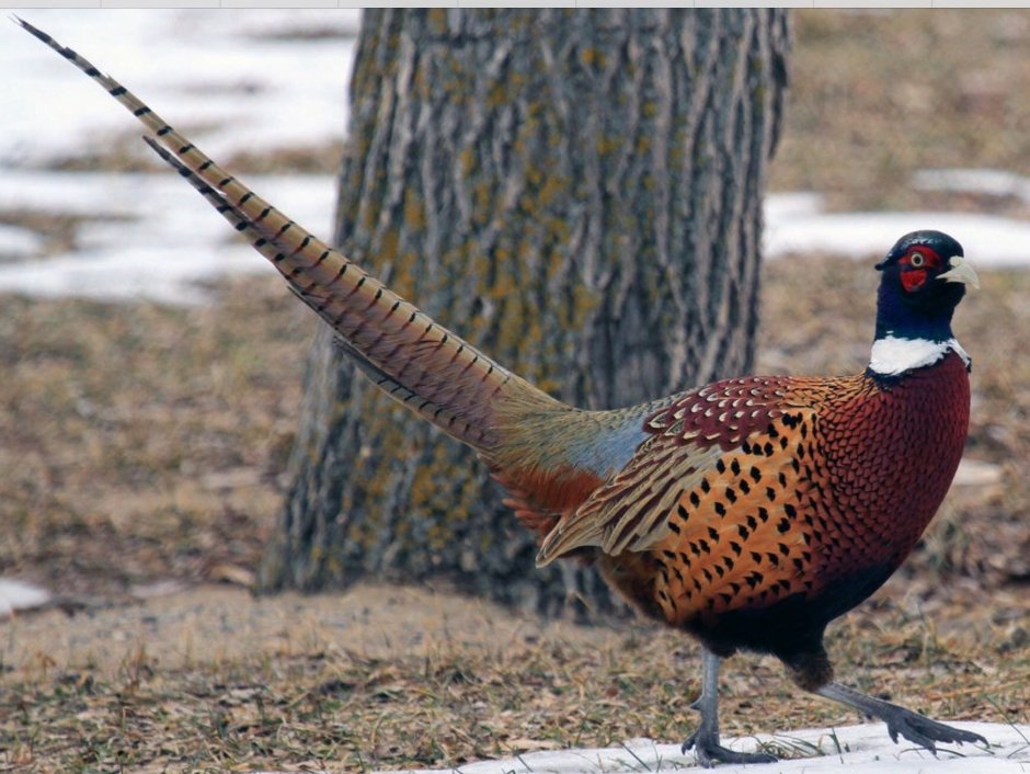 Фазан Дальневосточный