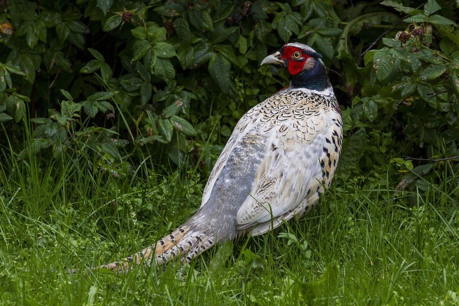 Фазан леди Амхерст