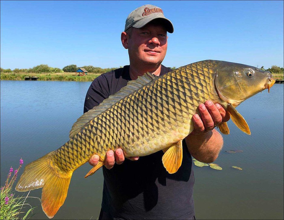 Морской сазан