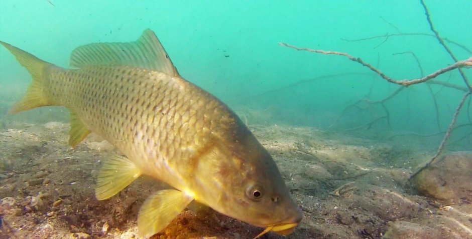 Астраханский заповедник сазан