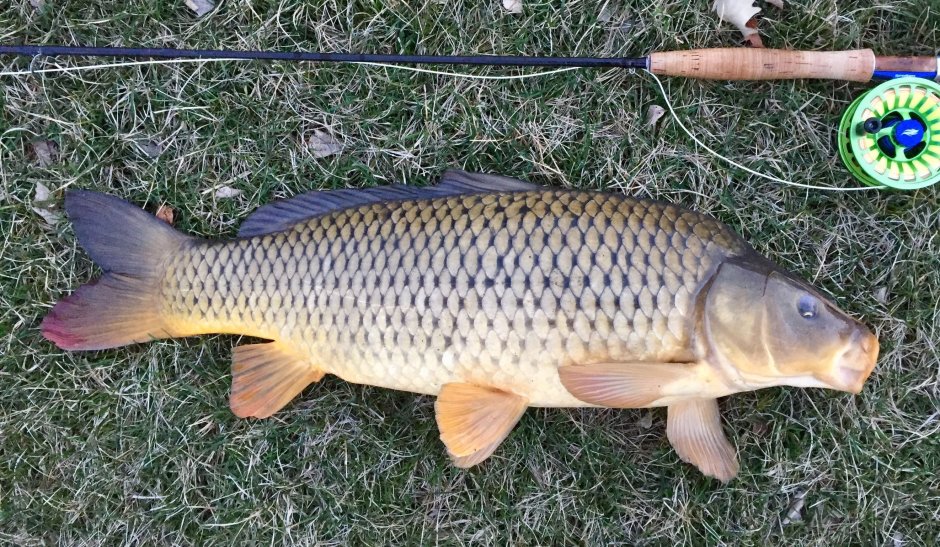 Амурский сазан