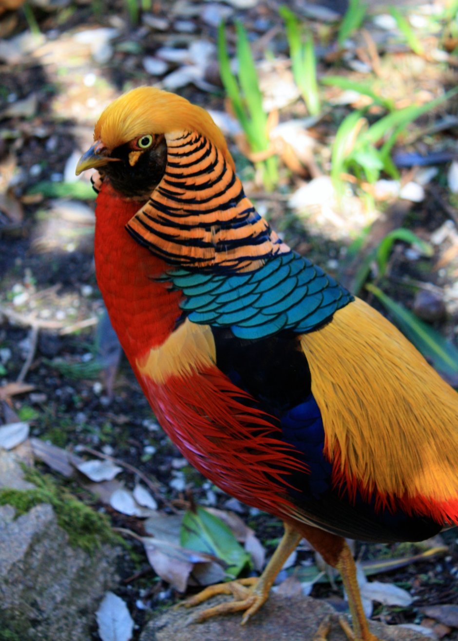 Golden Pheasant