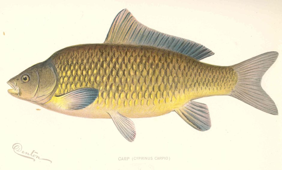 Карп обыкновенный – Cyprinus Carpio
