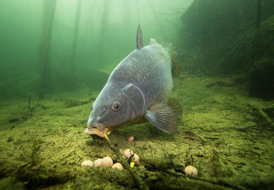 Карп в воде фото