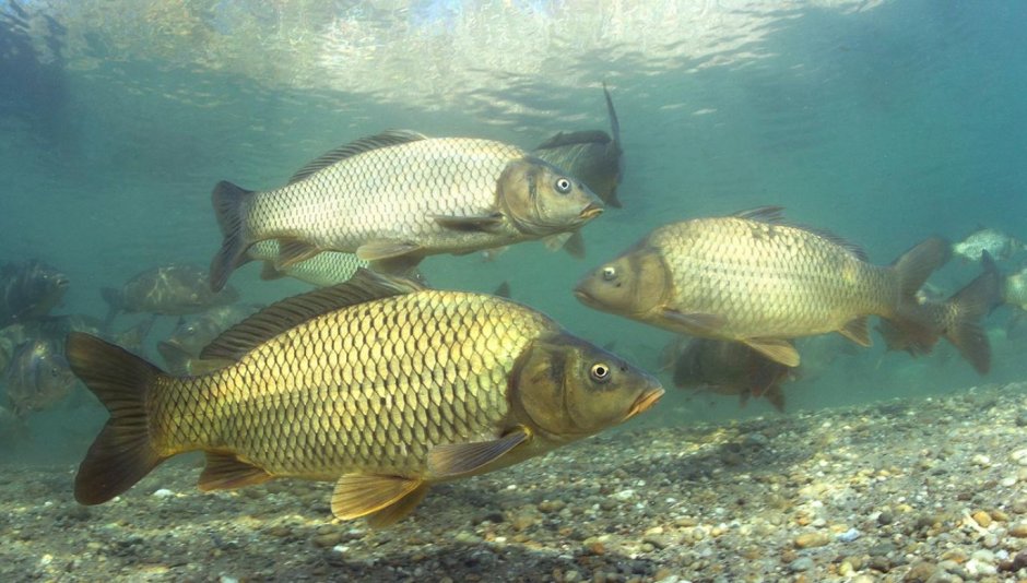 Сарбоянский Карп