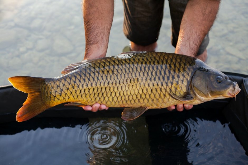 Сазан (Cyprinus Carpio)