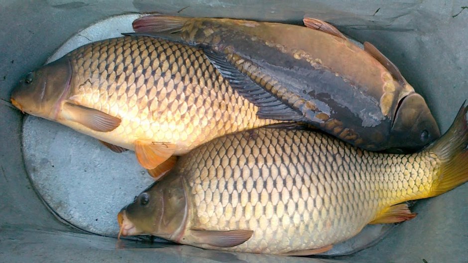 Карп сазан лещ