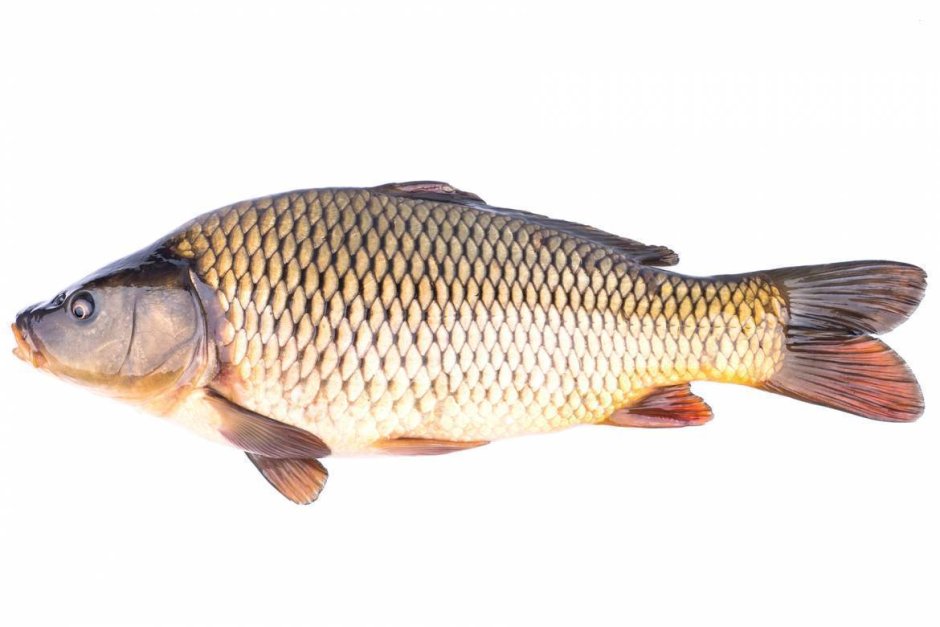 Сазан свежемороженный