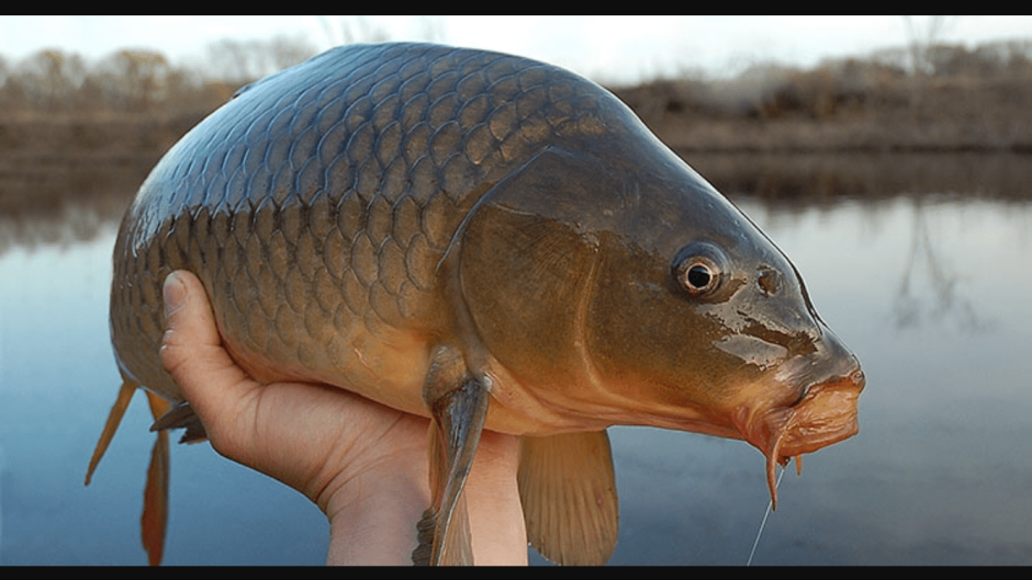 Карп красивый