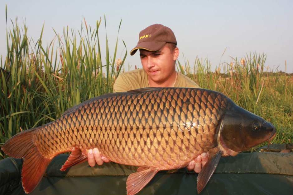 Карповые сазан