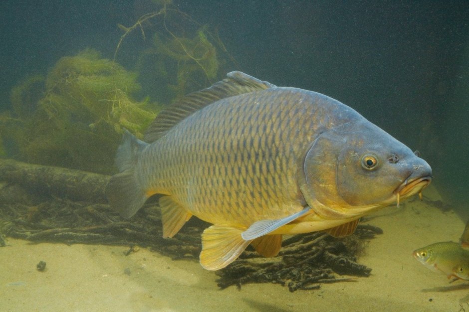 Амурский сазан