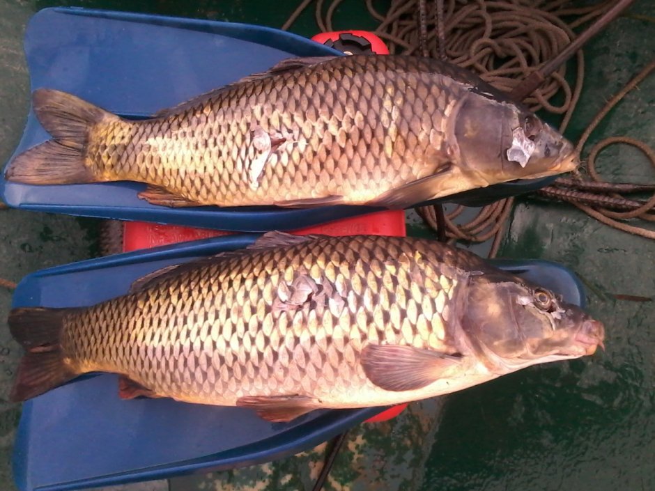 Сазан Астраханский