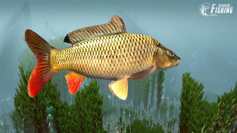 Сазан (Cyprinus Carpio)