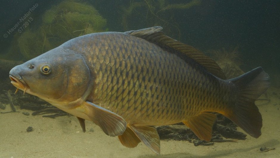 Сазан (Cyprinus Carpio)