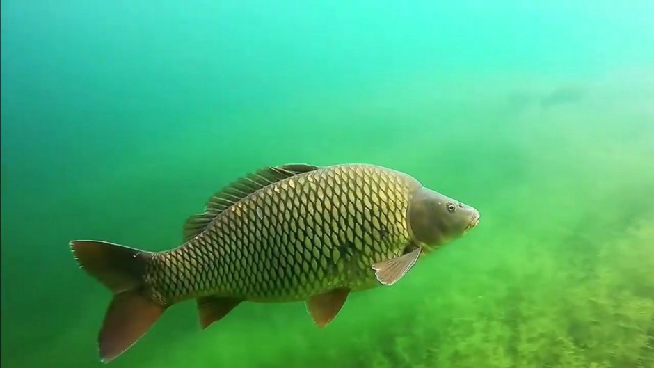 Карп под водой