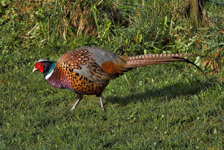 Зарафшанский фазан