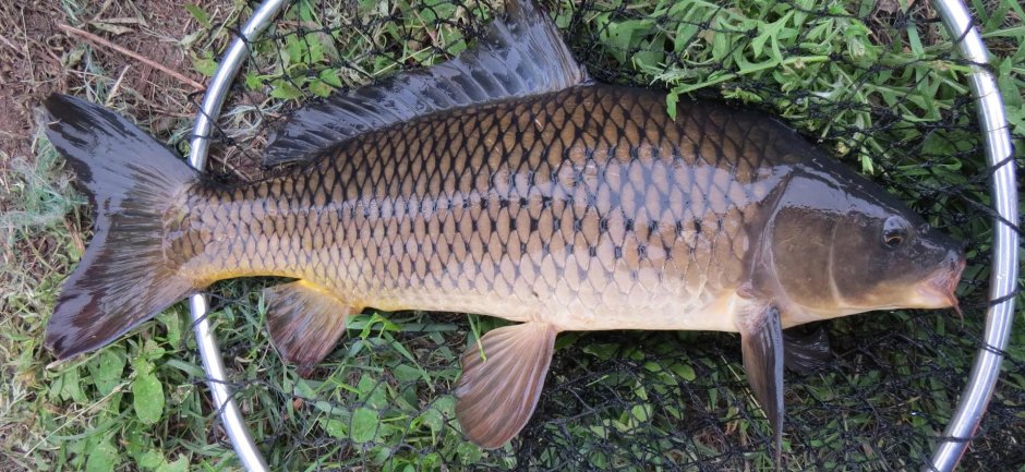 Донской сазан