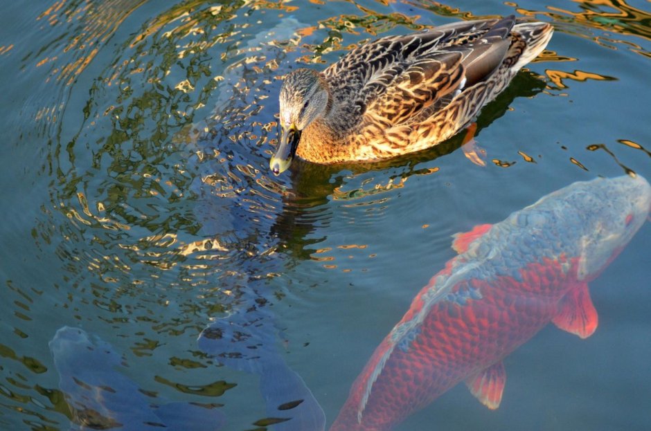 Прудовая рыба и утки