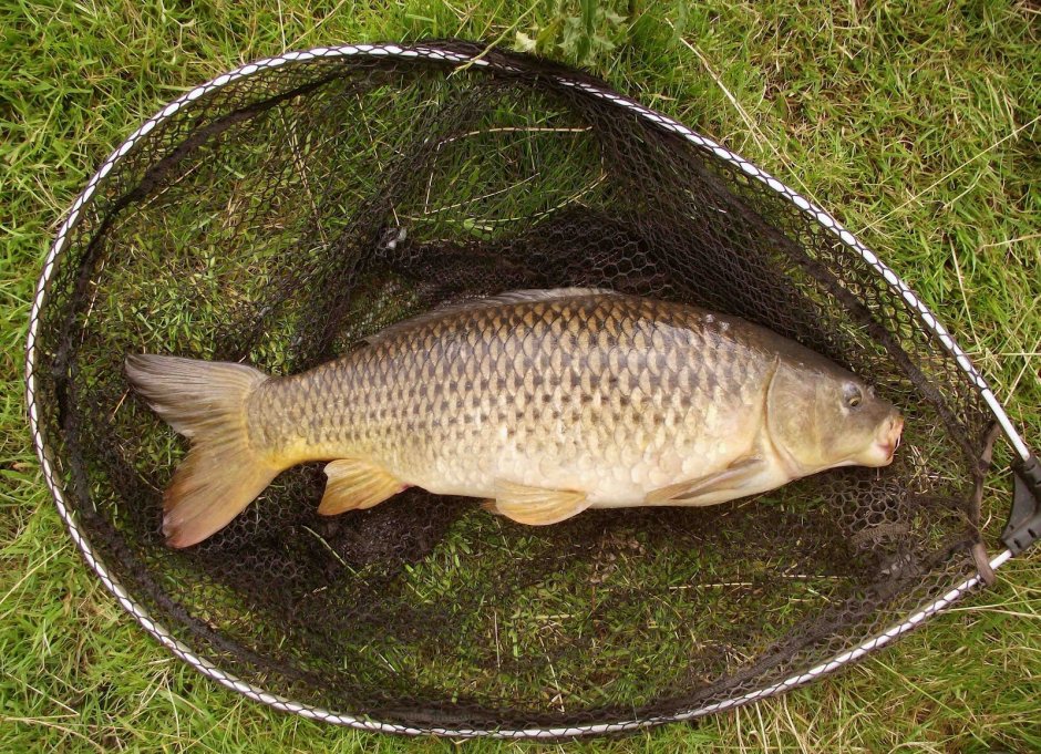 Карп Озерный