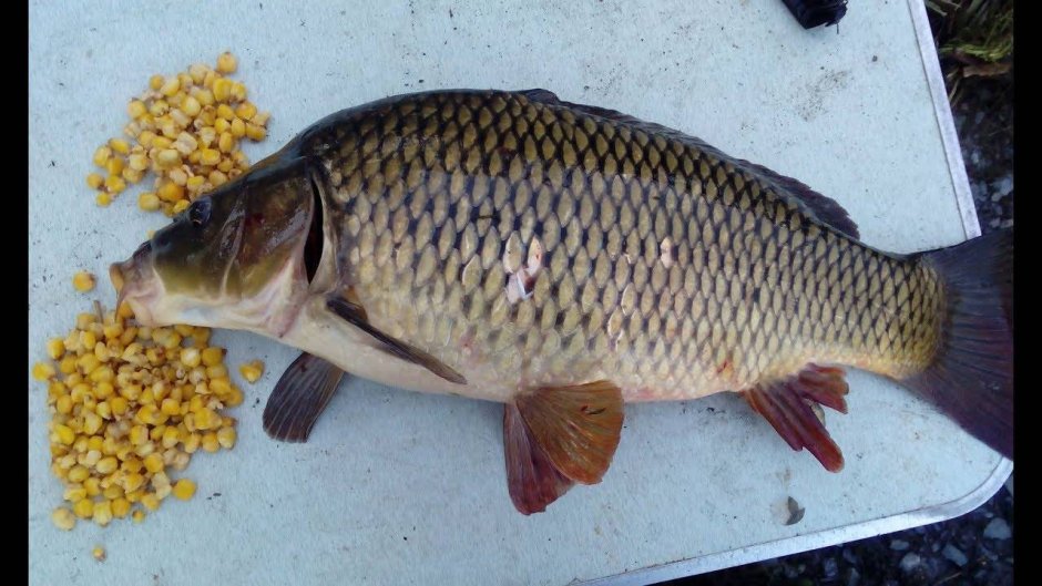 Рыба карась сазан Карп