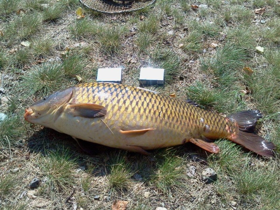 Сазан рыба 10 кг