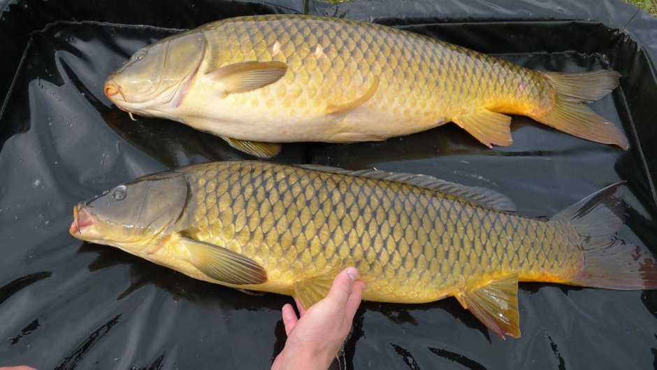 Рыба белый Амур Карп